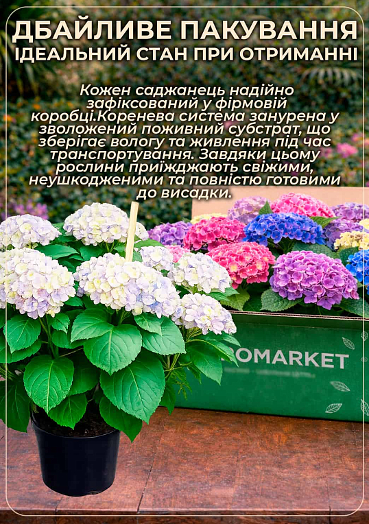 LMTD Гортензія macrophylla "Magical Greenfire" 5-річна (висота 45-75см) - фото 3