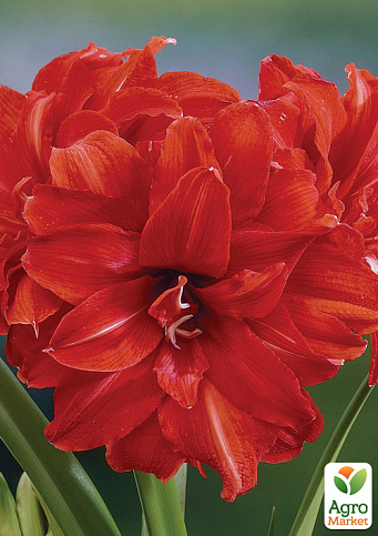 Гиппеаструм махровый "Celica" (Амариллис) 