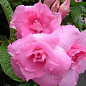 Дипладения (Mandevilla) махровая "Double Blush Pink" (цветущая лиана)