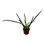 Суккулент "Aloe Vera" (Нидерланды)