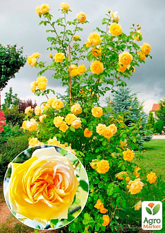 Роза плетистая "Хортица" (саженец класса АА+) высший сорт1
