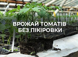 Помідори без пікіровки | Поради по вирощуванню від Agro-market 