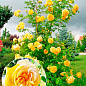Роза плетистая "Хортица" (саженец класса АА+) высший сорт