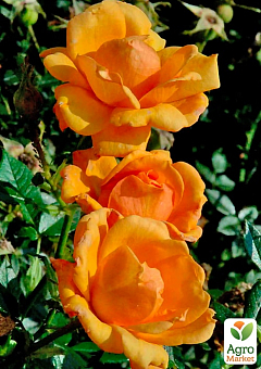 LMTD Роза 2-х летняя "Amber Nectar" (укорененный саженец в горшке, высота 25-35см)19