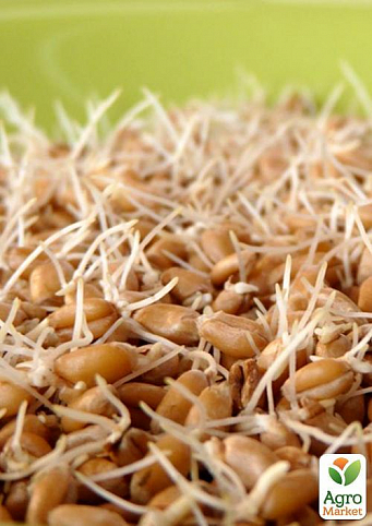 М'яка пшениця для пророщування органічного походження ТМ "Green Vitamin" 500г