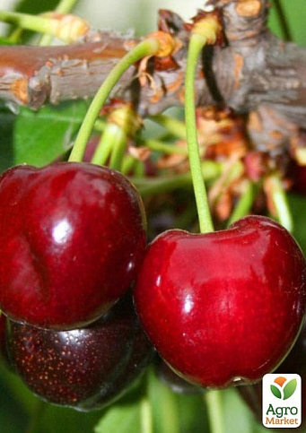 Черешня "Грейс Стар" (летний сорт, ранний срок созревания)