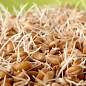 Мягкая пшеница для проращивания органического происхождения ТМ "Green Vitamin" 500г