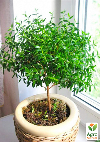 LMTD Мирт на штамбі вічнозелений 3-х річний "Myrtus communis" (30-40см) - фото 3