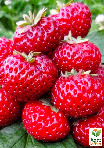 Гибрид клубники и малины "Мице Нова" (Mieze Nova) 