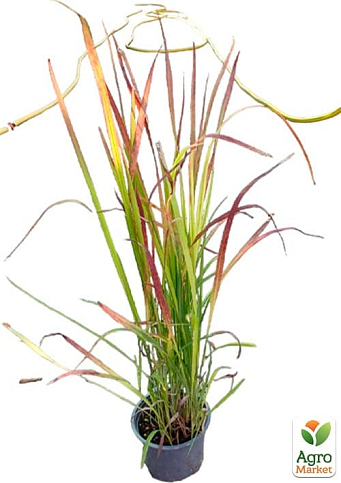 Імперата циліндрична «Ред Барон» (Imperáta cylándrica «Red Baron») - фото 2