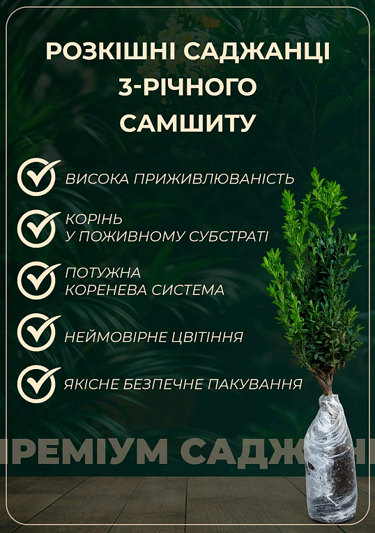 Самшит вічнозелений "Шарм" (Charm) 3-х річний саджанець - фото 2