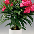 Олеандр запашний "Nerium oleander Framboise" (вічнозелений, ароматний чагарник)