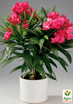 Олеандр запашний "Nerium oleander Framboise" (вічнозелений, ароматний чагарник)14