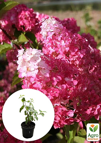 Гортензия метельчатая 2-х летняя "Fraise Melba" высота саженца 20-30см