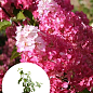 Гортензия метельчатая 2-х летняя "Fraise Melba" высота саженца 20-30см