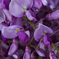 Глициния фиолетовая “Прекрасный пейзаж” (Beautiful landscape) купить