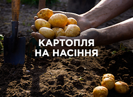 Яку картоплю відбирати на насіння: найкращі сорти та рекомендації | Agro-market