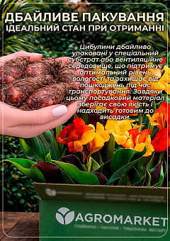 Канна Ряболиста "Gold Ader"10