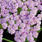Тысячелистник "Lilac Beauty"
