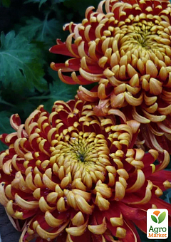 Хризантема крупноцветковая "Jokapi Dore" (вазон С1 высота 20-30см)1