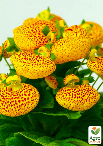 Кальцеолярия (башмачок) "Dervish" (растение с инопланетными пестрыми бутонами)