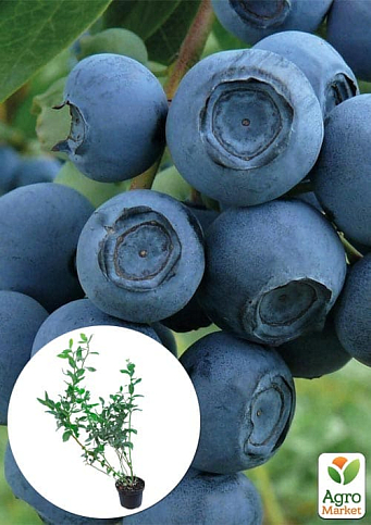 Голубика 3-х летняя "Патриот" (Patriot) С3 высота 60-80см