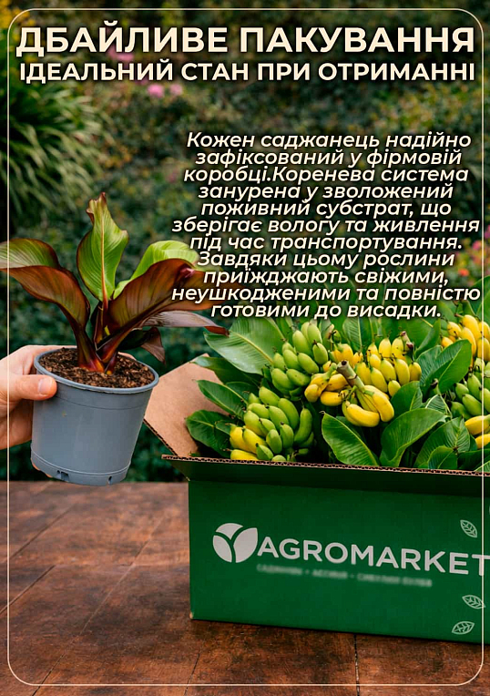 Банан Червоний (Ensete Maurelli) "Red Banana" - фото 5