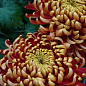 Хризантема крупноцветковая "Jokapi Dore" (вазон С1 высота 20-30см)