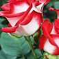Роза чайно-гибридная "Латин Леди" (саженец класса АА+) высший сорт цена