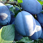 Слива "Топ гигант" (осенний сорт, поздний срок созревания)