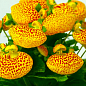 Кальцеолярія (черевичок) "Dervish" (рослина з інопланетними строкатими бутонами)