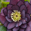 Морозник махровый (Helleborus) "Double Ellen Purple"