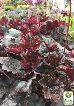 Гейхера (Heuchera) "Heuchera Emperor's New Clothes Purple" 1 саджанець в упаковці