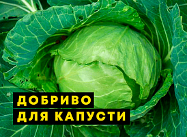 Чим підгодувати капусту - корисні статті про садівництво від Agro-Market