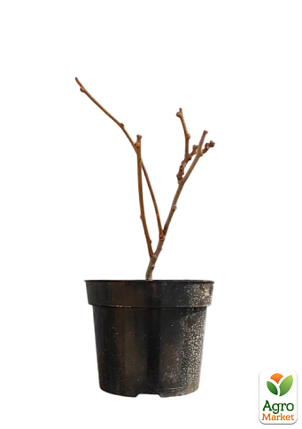 Ківі "Zespri Red" 2х річний саджанець (екзотичний, червоном'ясий фрукт, з цитрусовими нотками) - фото 2