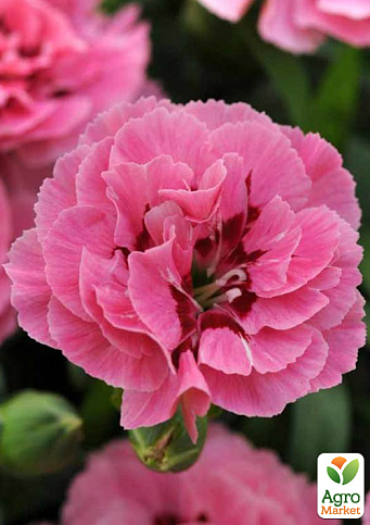 Гвоздика Махрова "Oscar Pink and Purple" (контейнер № 10, висота 10 см)