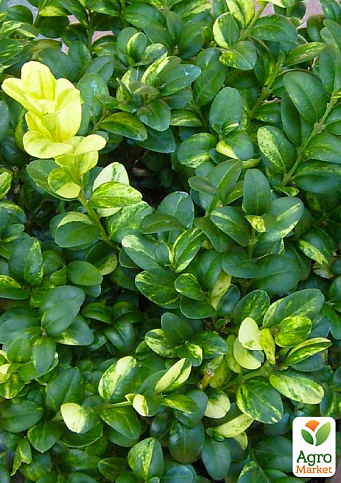 Самшит буксус вічнозелений строкатий «Aureavariegata» (горщик R9) - фото 2