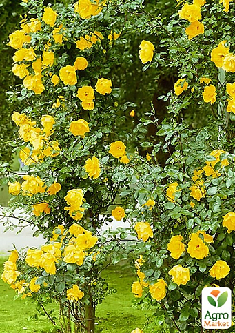 Роза плетистая "Лаура Форд" в контейнере, высший сорт - фото 3