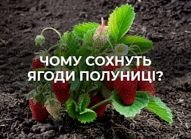 Чому ягоди полуниці засихають? | Agro-market 