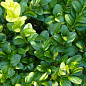 Самшит буксус вечнозеленый пестролистный "Aureavariegata" (горшок Р9)  купить