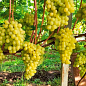 Виноград "Валек" (сверхранний крупный мускат с грушевым привкусом, вес грозди до 2000гр) цена