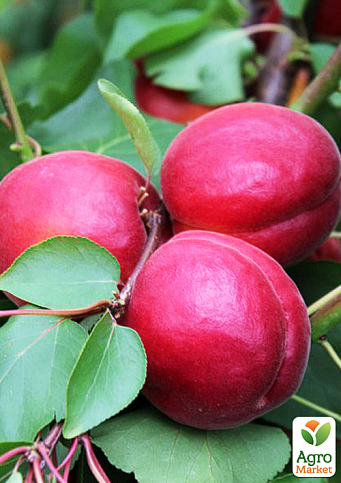 Абрикос "Дженгат" (крупноплодный, ранний срок созревания)