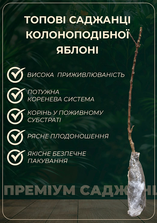 Яблуня колоновидна красномясая "Redmin" (декоративний сорт, високі смакові якості плодів, середній термін дозрівання)
