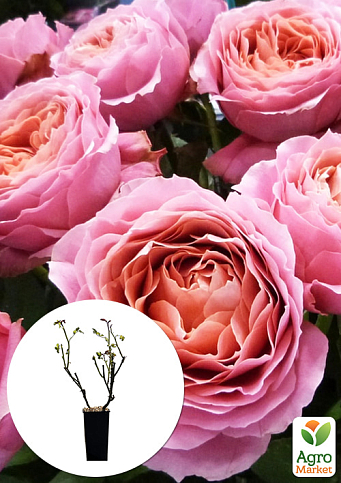 Троянда чайно-гібридна "Романтик антик" у контейнері, вищий сорт