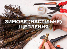 Настільне щеплення взимку — підготовка, техніка та догляд | Agro-market