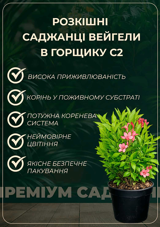 Вейгела 2-х летняя "Red Prince" С2, высота 20-40см