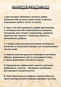 Эксклюзив! Шелковица блестящая "Герарди Дварф" (Gerardi Dwarf) (летний сорт, средний срок созревания)3
