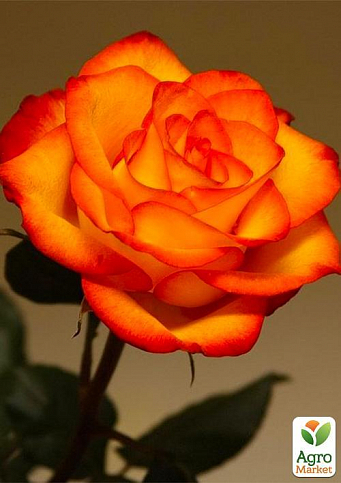 Роза чайно-гибридная "Солнышко" (саженец класса АА+) высший сорт