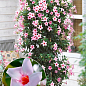 Дипладения (Mandevilla) "Classic Cream Pink" (цветущая лиана)