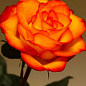 Роза чайно-гибридная "Солнышко" (саженец класса АА+) высший сорт